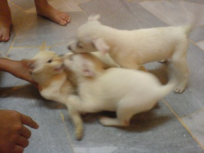 orgy